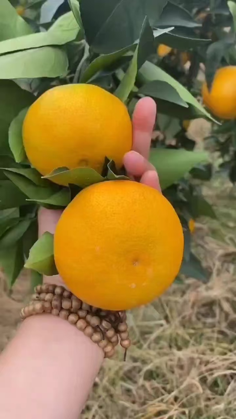 爱媛橙果大皮薄欢迎采购
