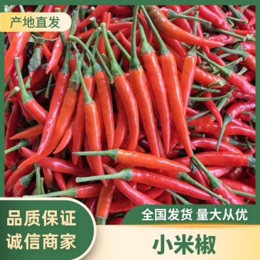 小米椒商丘小米椒艳红小米椒大量供应产地直发欢迎咨询