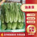 急售！精品油麦菜/云南油麦菜/可按需加工/全国发货一条龙