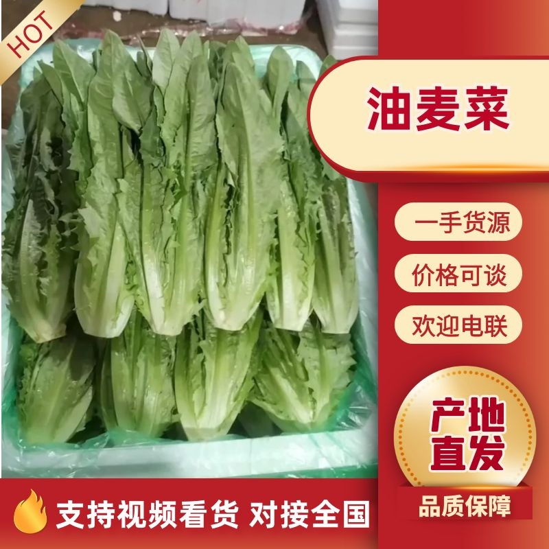急售！精品油麦菜/云南油麦菜/可按需加工/全国发货一条龙