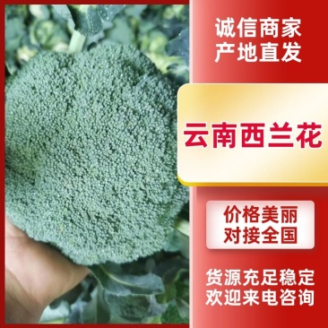 精品西兰花/2024新品上市/产地货需要的老板☎️联系