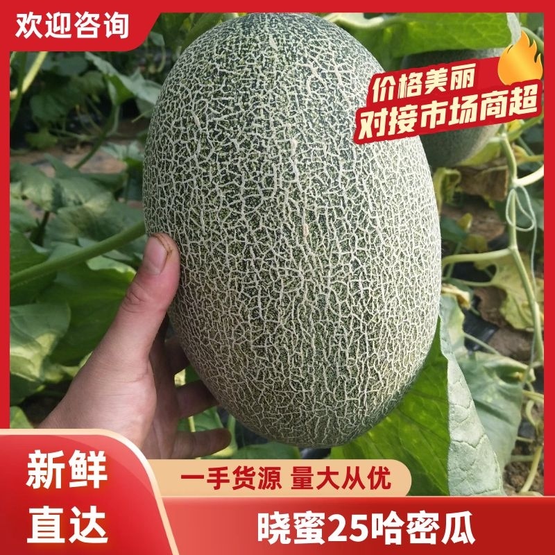 精品晓蜜25全国发货对接全国团购批发商及零售商