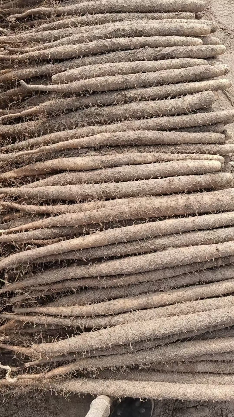 【推荐】麻山荮精品山药产地直发一手货源欢迎致电