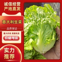 【生菜】优质意大利生菜常年供应一手货源欢迎咨询