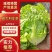 【生菜】优质意大利生菜常年供应一手货源欢迎咨询