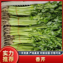 【芹菜】精品香芹常年供应一手货源供应各大市场电商