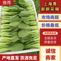 【热卖推荐】精品上海青常年供应质量保证一手货源全国发货