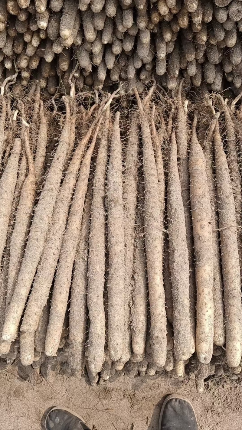 【精品】河北保定精品山药双棒山药一手货源产地直发欢迎
