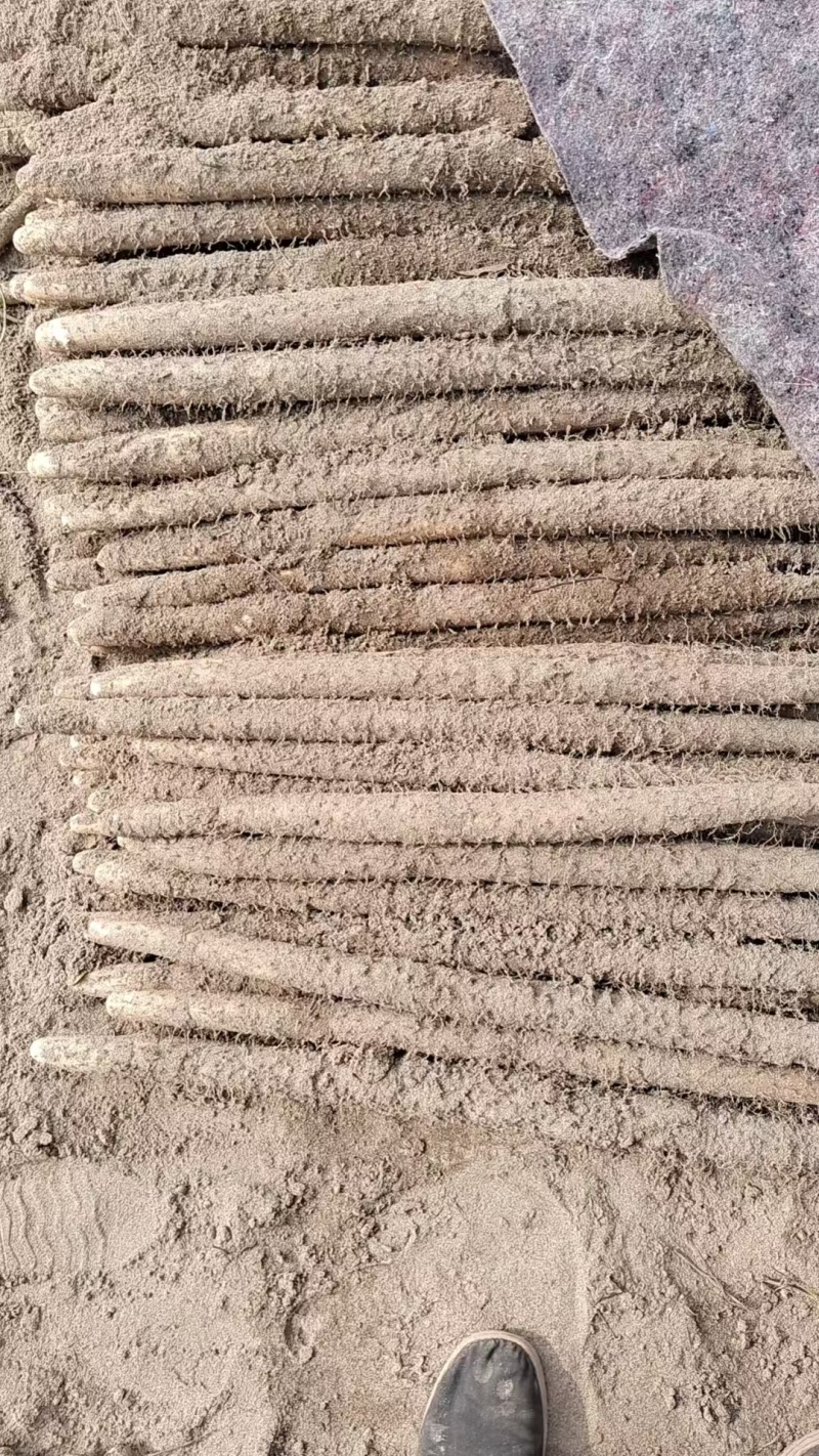 【精品】河北保定精品山药双棒山药一手货源产地直发欢迎