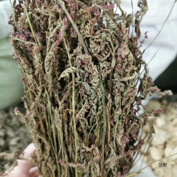 大货批发盘龙参胜杖草盘龙棍过水龙小猪獠参海珠草