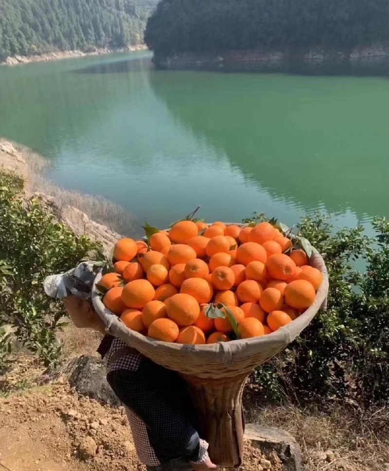 纽荷尔脐橙湖北橙子产地直发提供一条龙服务欢迎咨询