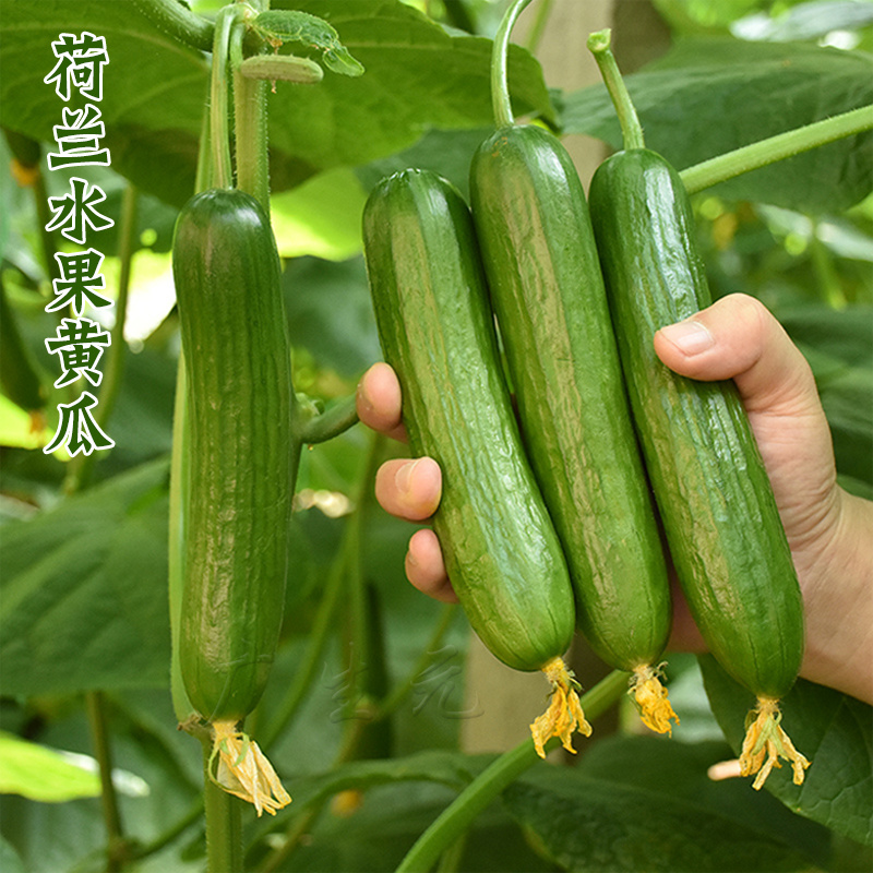 荷兰水果黄瓜种子强雌抗病强节节有瓜亮绿色基地大棚品种