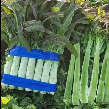 江苏尖叶莴笋大量有货供应电商市场超市可视频看货