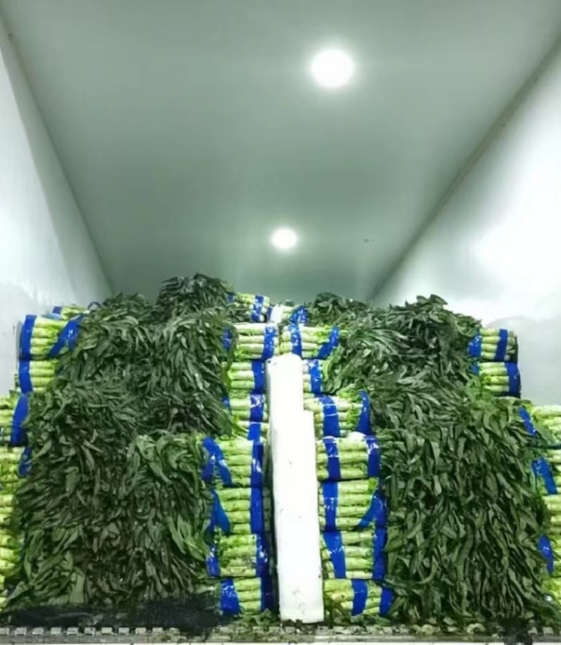 江苏尖叶莴笋大量有货供应电商市场超市可视频看货