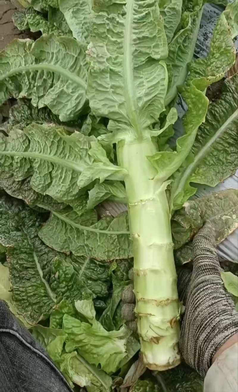 江苏尖叶莴笋大量有货供应电商市场超市可视频看货