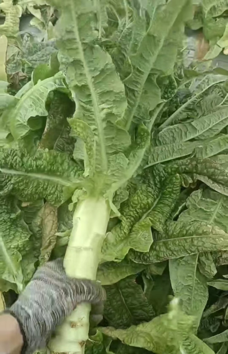 江苏尖叶莴笋大量有货供应电商市场超市可视频看货