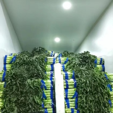 好货推荐尖叶莴笋产地直发全国供应欢迎致电