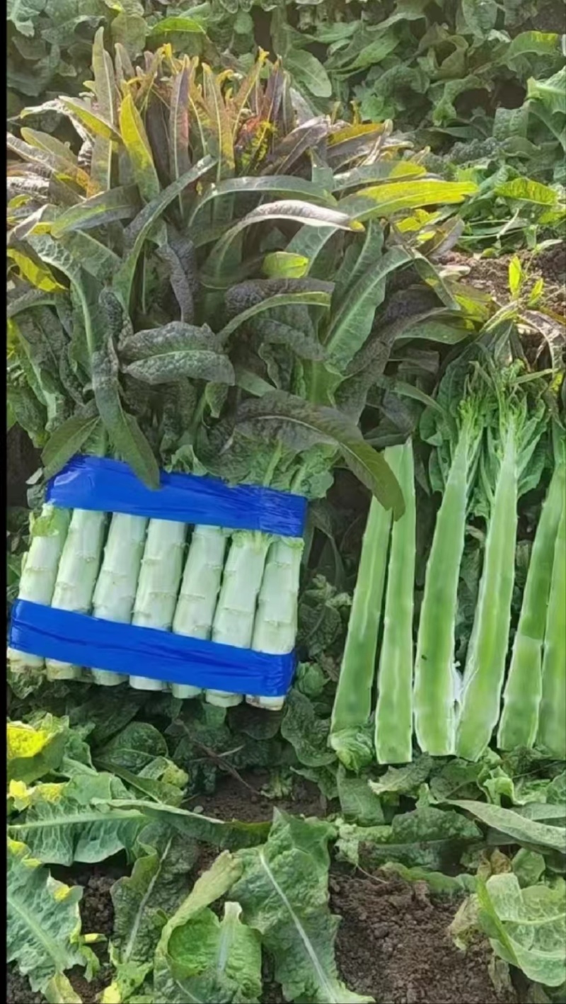 好货推荐尖叶莴笋产地直发全国供应欢迎致电