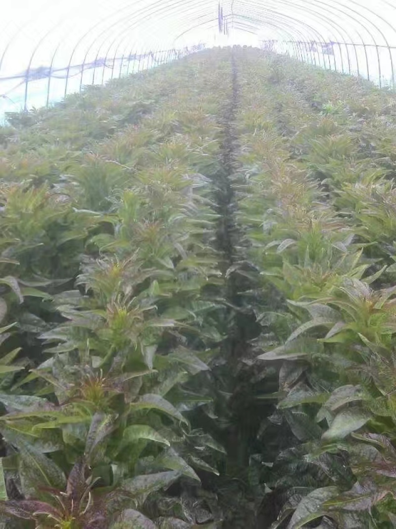 好货推荐尖叶莴笋产地直发全国供应欢迎致电