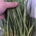 济宁金乡窖藏蒜薹红帽蒜薹30公分以上条形顺直无冻伤无断裂