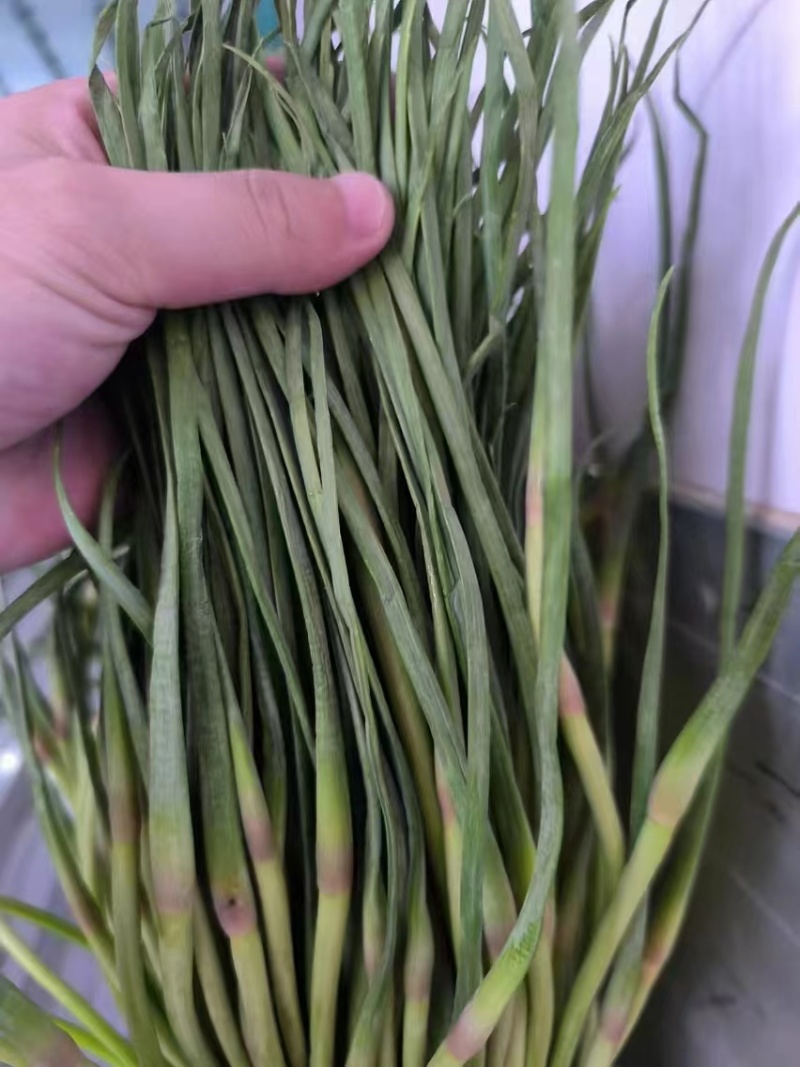 济宁金乡窖藏蒜薹红帽蒜薹30公分以上条形顺直无冻伤无断裂