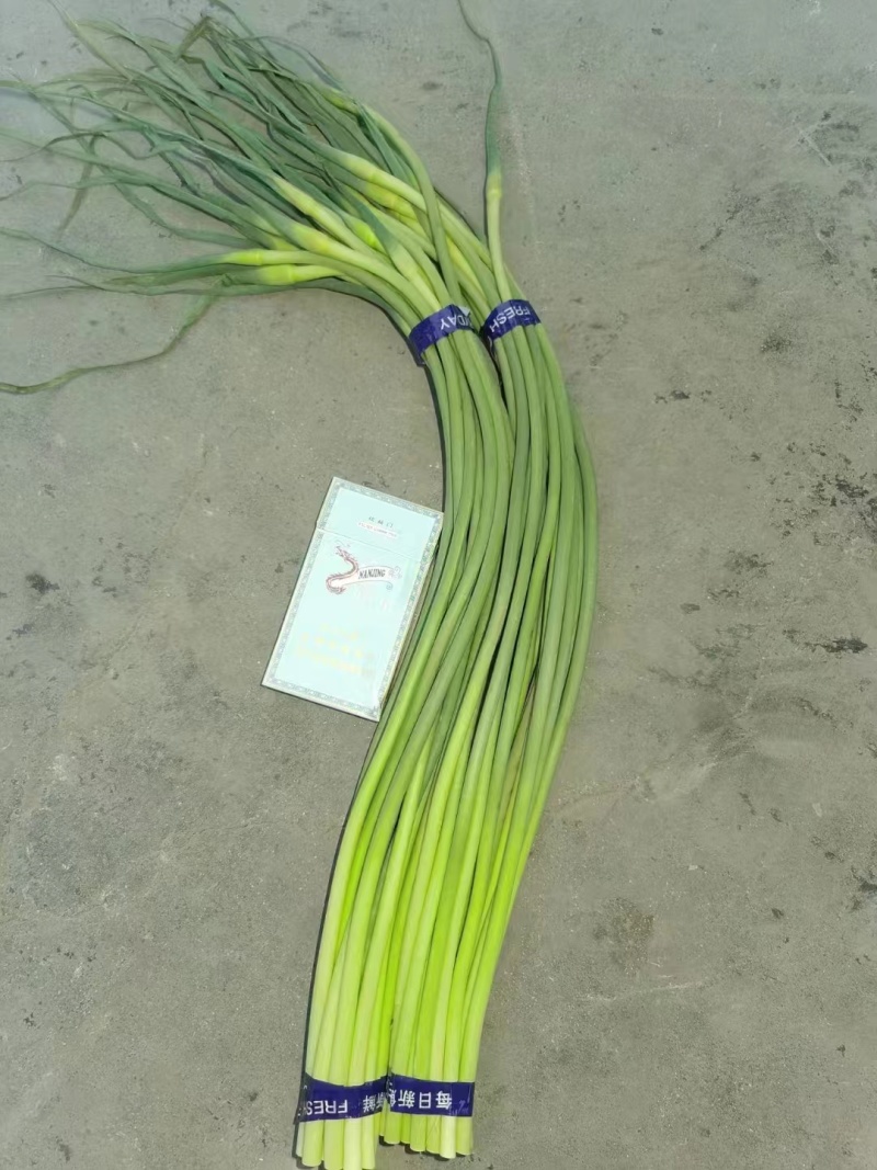 济宁金乡窖藏蒜薹红帽蒜薹30公分以上条形顺直无冻伤无断裂
