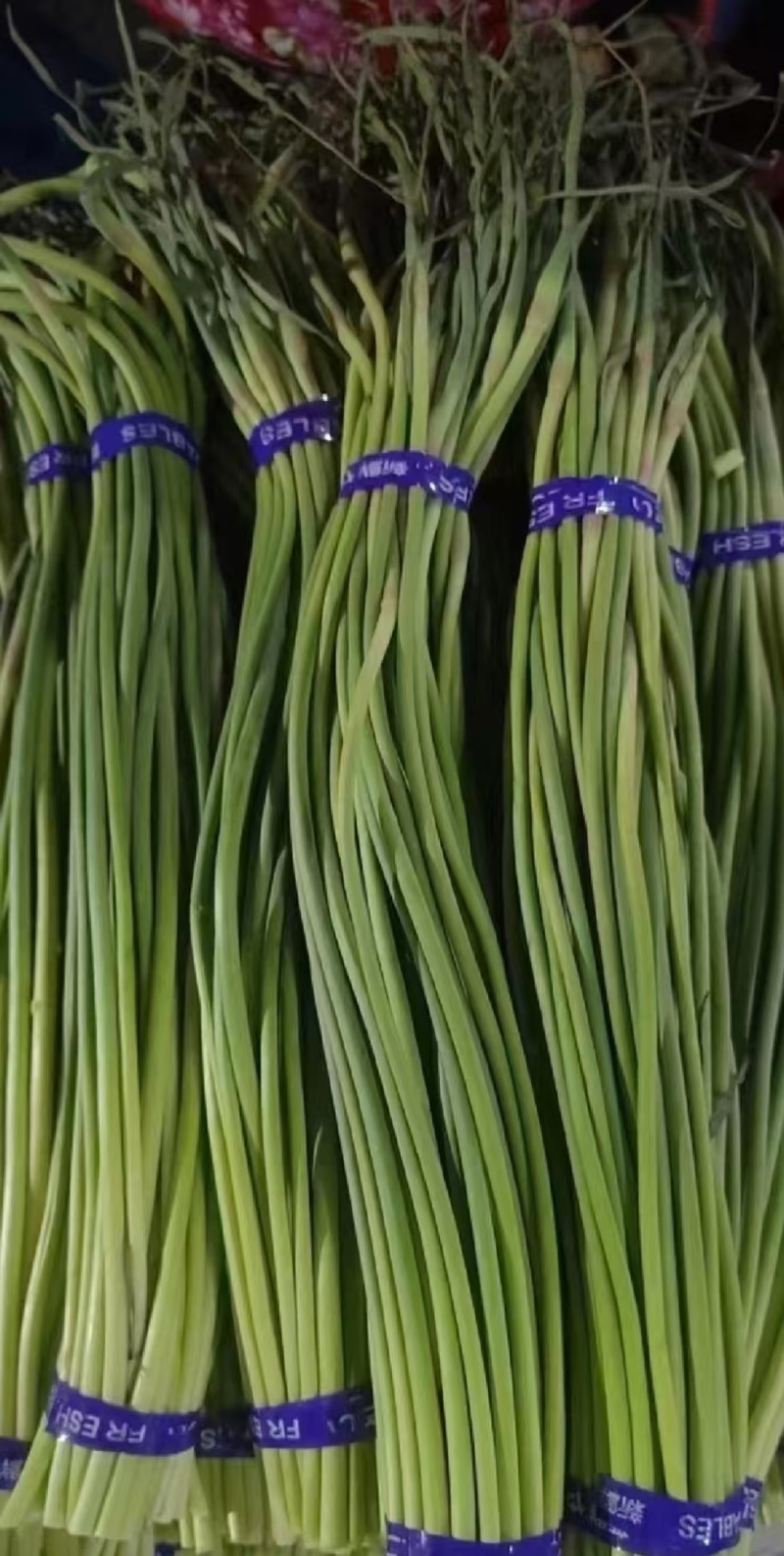 济宁金乡窖藏蒜薹红帽蒜薹30公分以上条形顺直无冻伤无断裂