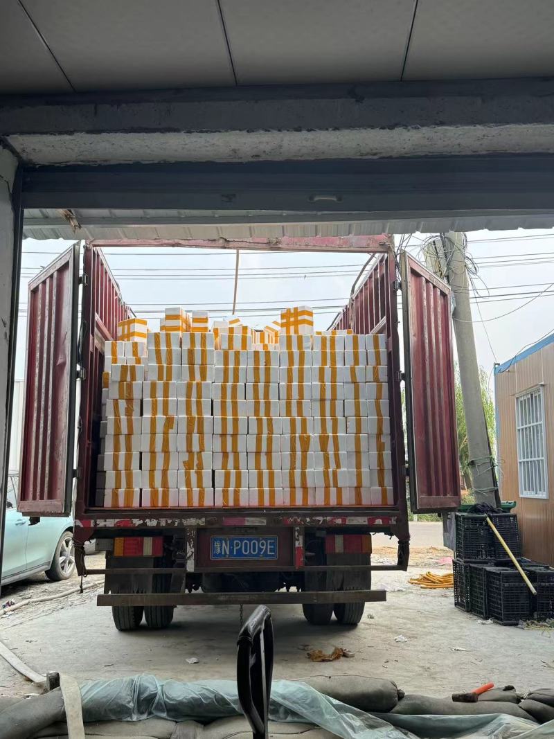 活珠子商丘活珠子价格实惠保质保量货源充足可视频看货