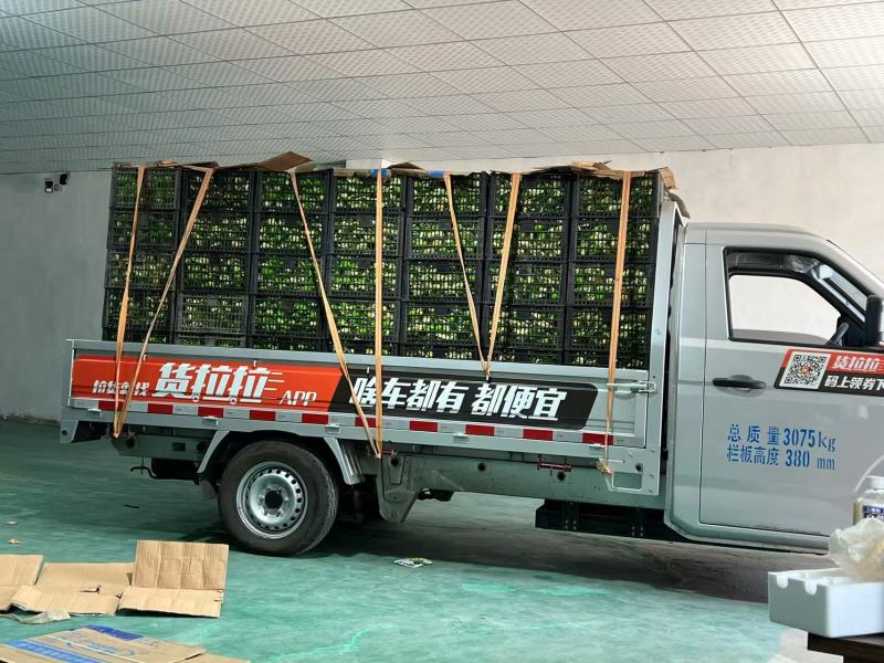 活珠子商丘活珠子价格实惠保质保量货源充足可视频看货