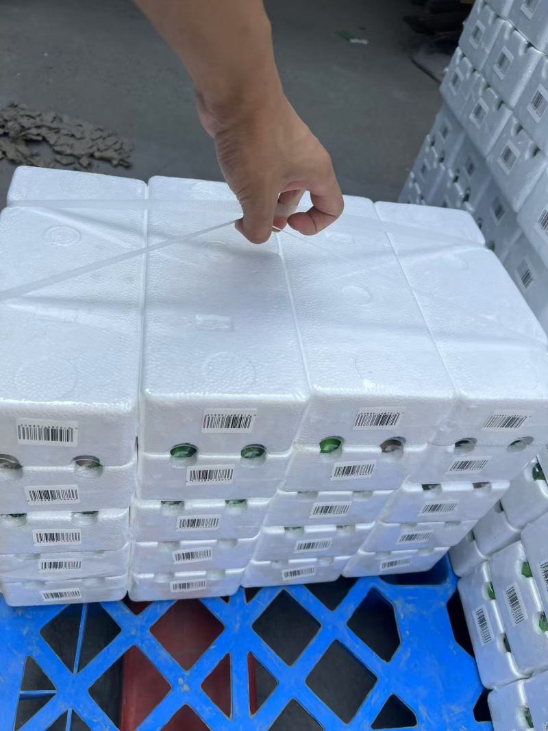 活珠子商丘活珠子价格实惠保质保量货源充足可视频看货