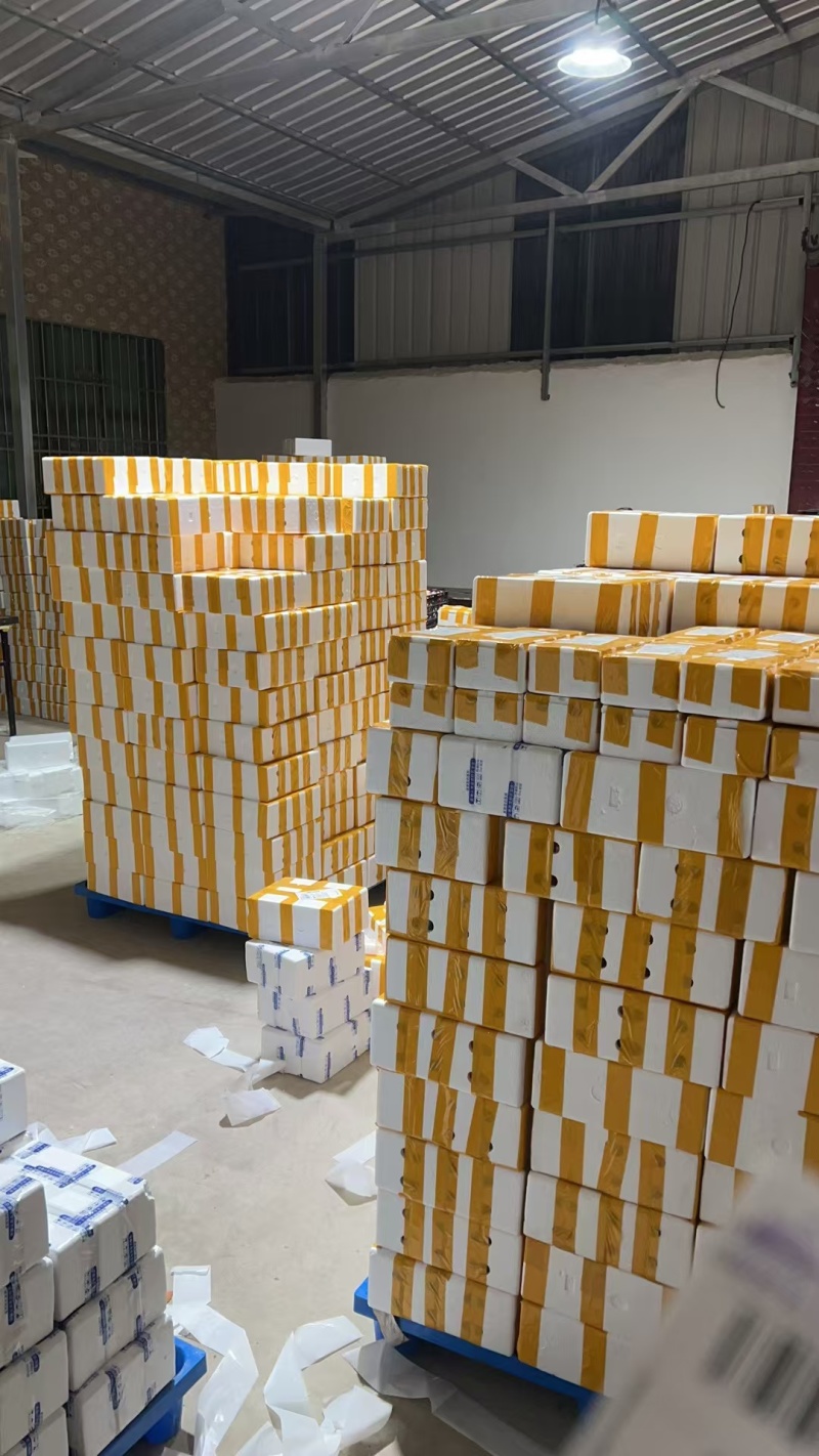 活珠子商丘活珠子价格实惠保质保量货源充足可视频看货