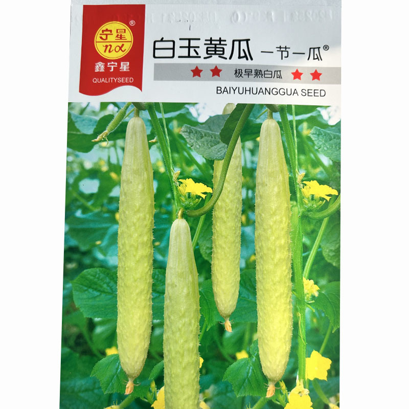 白玉黄瓜种子早熟瓜条白色杂交种抗病抗热