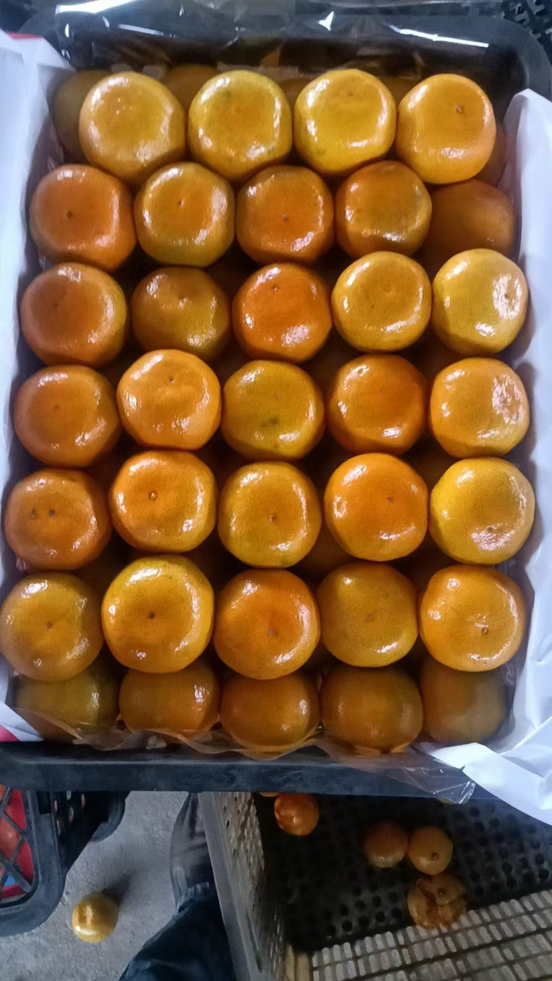 【优选果子】城固优质蜜橘商家发货快质量有保证快来选购