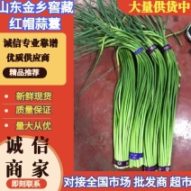 济宁金乡窖藏蒜薹红帽蒜薹30公分以上条形顺直无冻伤无断裂