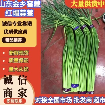 济宁金乡窖藏蒜薹红帽蒜薹30公分以上条形顺直无冻伤无断裂