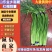 济宁金乡窖藏蒜薹红帽蒜薹30公分以上条形顺直无冻伤无断裂