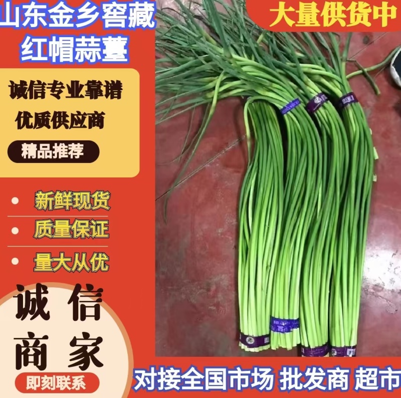 济宁金乡窖藏蒜薹红帽蒜薹30公分以上条形顺直无冻伤无断裂