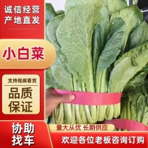 河北邯郸【小白菜】产地直发保质保量可供商超市场保质保量