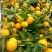 【店家推荐】城固优质蜜橘商家发货快质量有保证快来选购