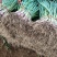 蒜苗