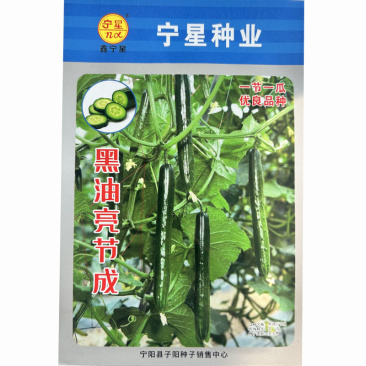 黑油亮节成一节一瓜四季黄瓜耐热产量高大田基地种