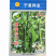 黑油亮节成一节一瓜四季黄瓜耐热产量高大田基地种