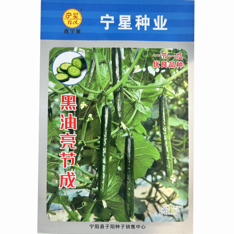 黑油亮节成一节一瓜四季黄瓜耐热产量高大田基地种