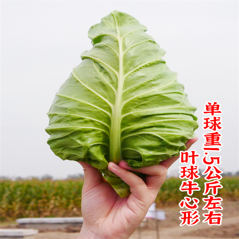 臻品春丰甘蓝种子改良新一代卷心包菜牛心甘蓝种子