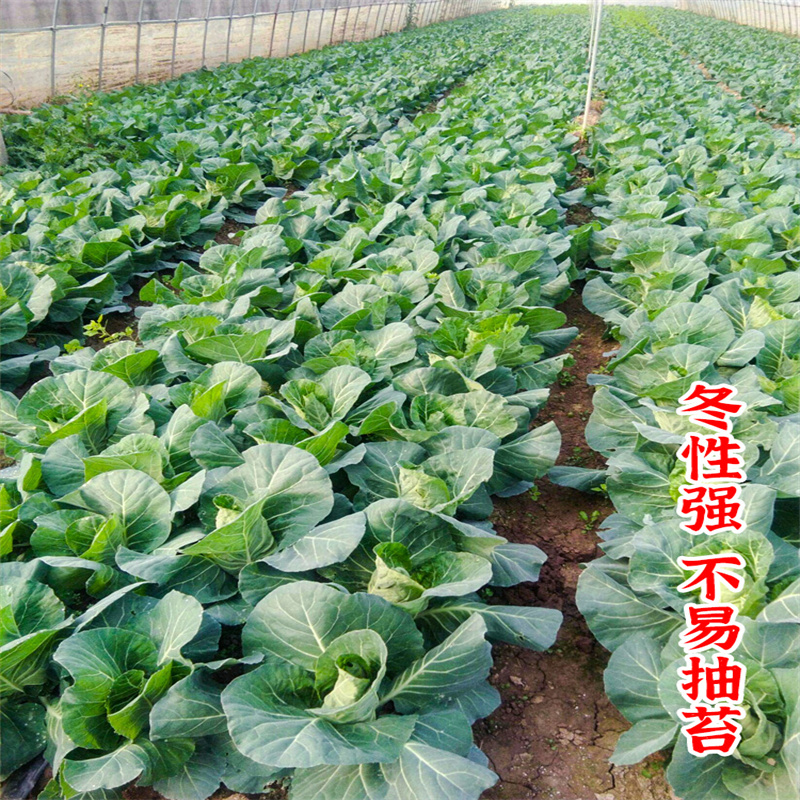 臻品春丰甘蓝种子改良新一代卷心包菜牛心甘蓝种子