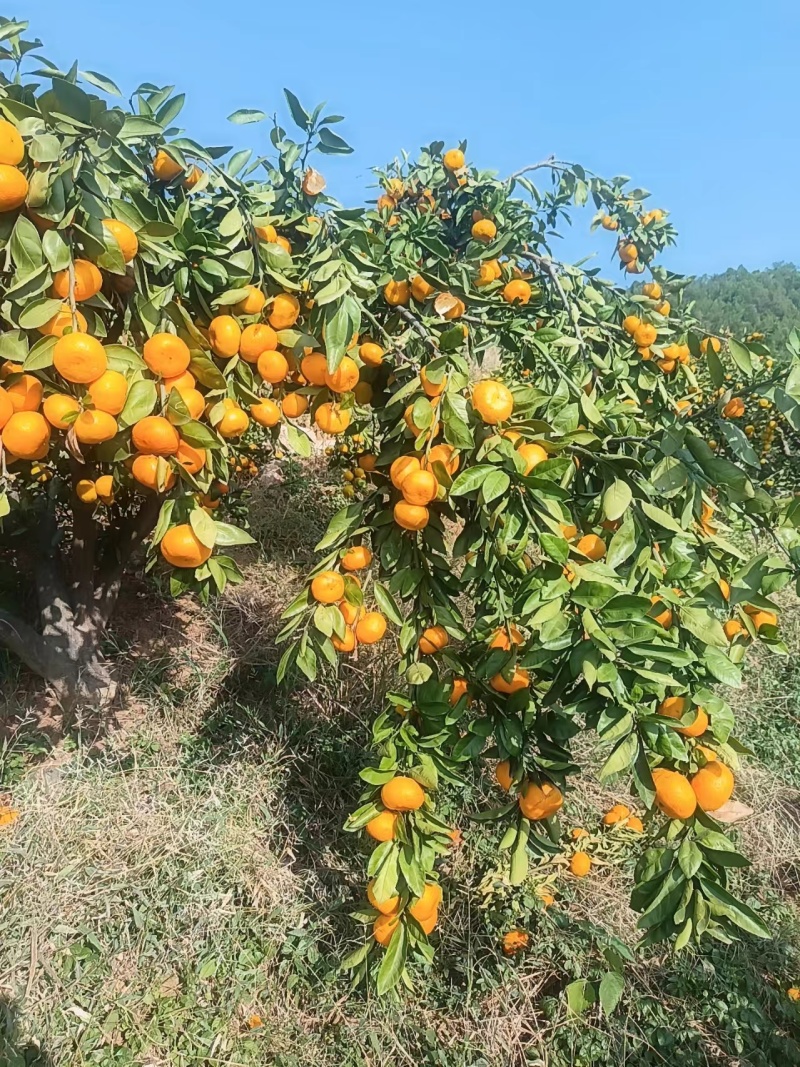 湖北蜜橘湖北蜜橘欢迎各地客商联系一手货源量大从优现摘现发