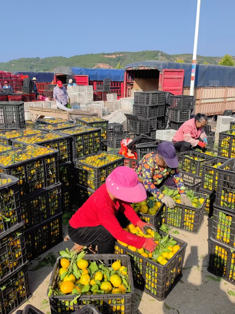 湖北蜜橘湖北蜜橘欢迎各地客商联系一手货源量大从优现摘现发