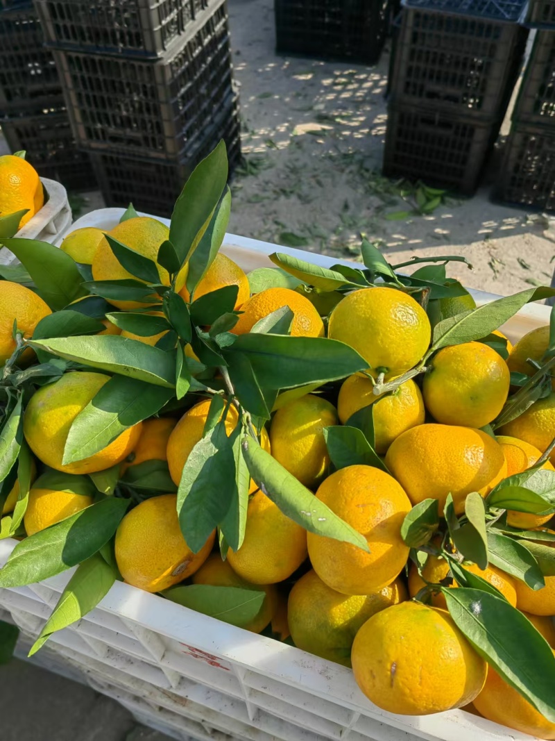 湖北蜜橘湖北蜜橘欢迎各地客商联系一手货源量大从优现摘现发
