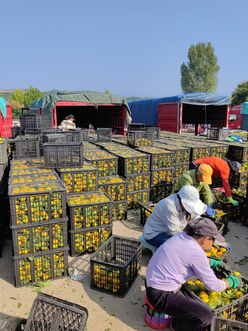 湖北蜜橘湖北蜜橘欢迎各地客商联系一手货源量大从优现摘现发