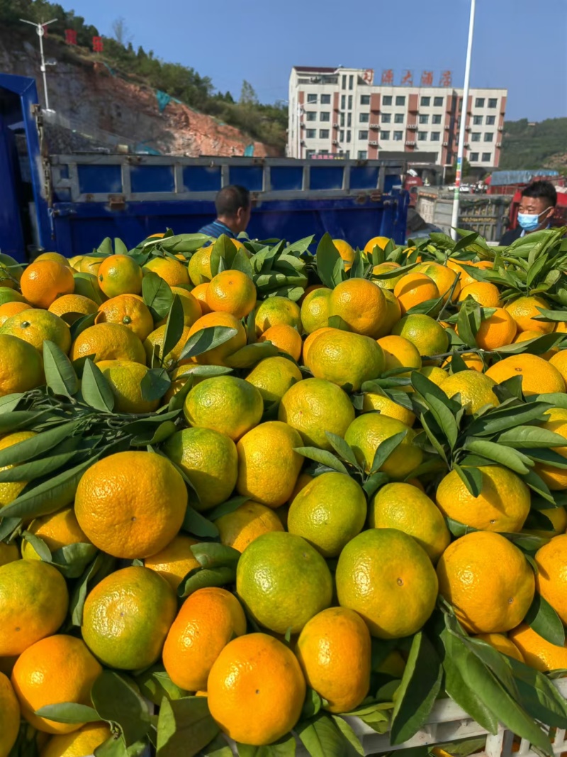 湖北蜜橘湖北蜜橘欢迎各地客商联系一手货源量大从优现摘现发